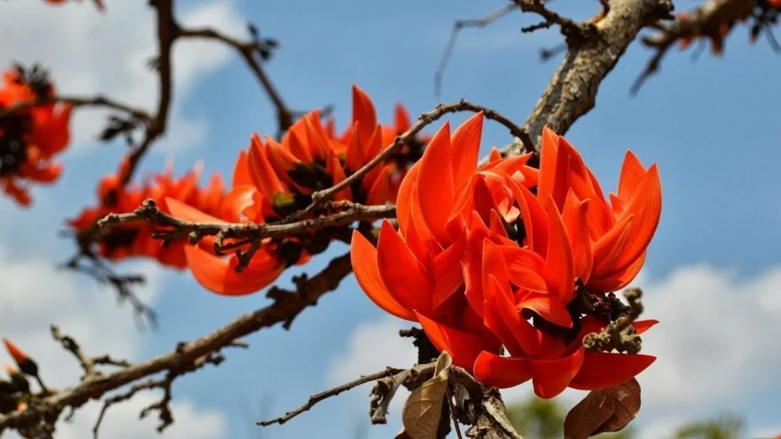 Butea monosperma (Palasha) in androgenetic alopecia: a phytotherapeutic approach
